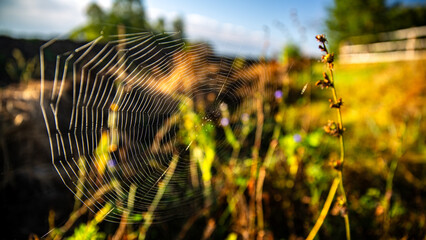 Dewcovered spider web reflecting morning sunlight, creating a sparkling scene in nature