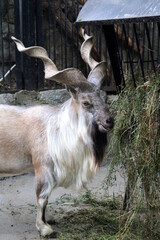 A mountain marking goat stands in an enclosure at the zoo.