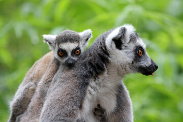 Close up of ring-tailed lemurs with nature on background