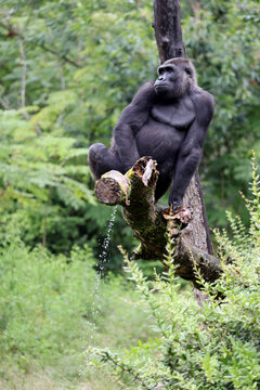 Female Western Lowland gorilla monkey,  close up shotFemale Western Lowland gorilla monkey,  close up shot