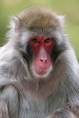 Cute Japanese monkey (Macaca Fuscata),close up shot