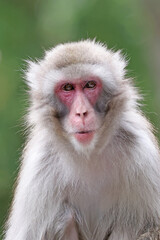 Cute Japanese monkey (Macaca Fuscata),close up shot