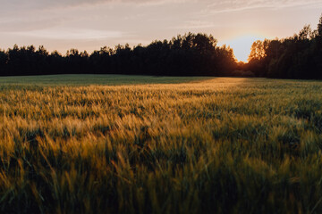 beautiful sunset in a green field with grain crops on a warm summer day. wheat growing,...