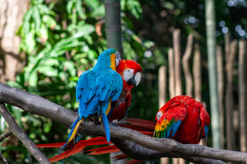 A photo of The blue-and-yellow macaw and Red macaw against bokeh background