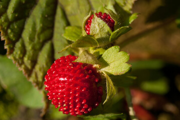 Potentilla indica