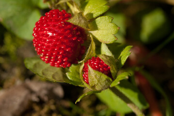 Potentilla indica