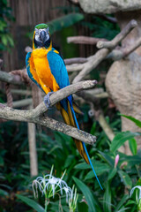 A photo of The blue-and-yellow macaw against green bokeh background