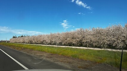 almond blossoms