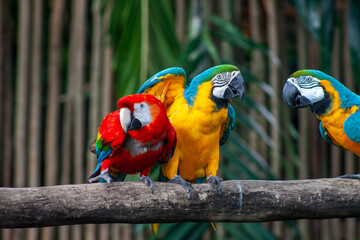 A photo of The blue-and-yellow macaw against green bokeh background