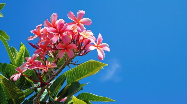 Plumeria rubra tree under Florida s blue sky