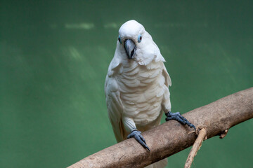 A white umbrella Cockatoo sitting on branch looking at the camera