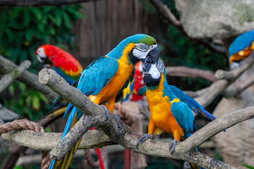 A photo of The blue-and-yellow macaw against green bokeh background