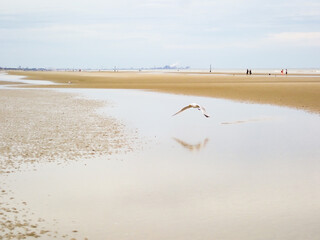 view of quiet, deserted beach in the late afternoon. Seagulls quietly search for food