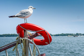 A seagull sits on a life ring overlooking the water below.