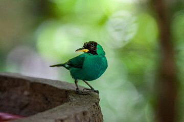 A photo of Male Green Honeycreeper bird against green bokeh background