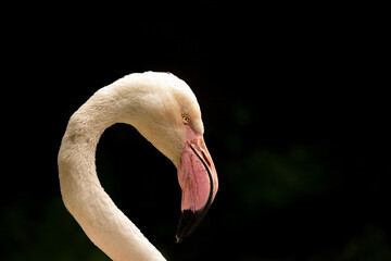 Flamingo Head and Neck Detail.Pink flamingo © Dead Tree World