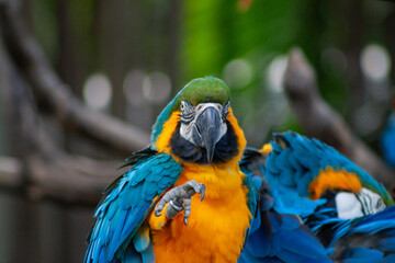 A photo of The blue-and-yellow macaw against green bokeh background