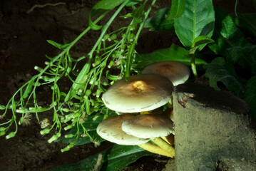 Hypholoma fasciculare