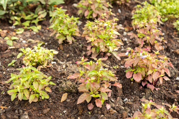 Wishbone flowers or Torenia Violacea plant in Saint Gallen in Switzerland