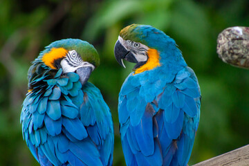 A photo of The blue-and-yellow macaw pair against green bokeh background