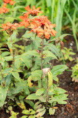 Silene X Arkwrightii plant in Saint Gallen in Switzerland