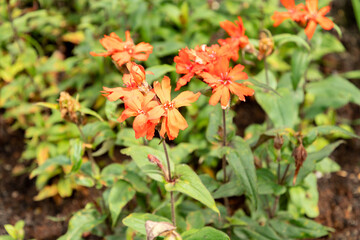 Silene X Arkwrightii plant in Saint Gallen in Switzerland