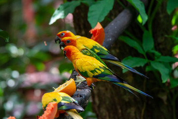 A photo of sun conure parrot in jungle setting