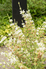 Silver clary or Salvia Argentea plant in Saint Gallen in Switzerland
