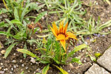 Gazania Hybrid plant in Saint Gallen in Switzerland