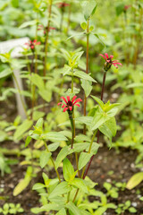 Zinnia Peruviana plant in Saint Gallen in Switzerland
