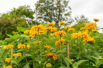 Rough oxeye or Heliopsis Helianthoides var scabra plant in Saint Gallen in Switzerland