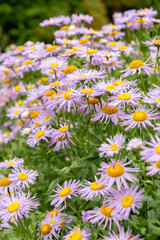 Aspen fleabane or Erigeron Speciosus plant in Saint Gallen in Switzerland