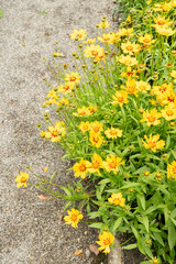 Lanceleaf tickseed or Coreopsis Lanceolata plant in Saint Gallen in Switzerland