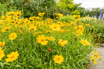 Lanceleaf tickseed or Coreopsis Lanceolata plant in Saint Gallen in Switzerland