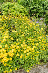 Ox eye or Buphthalmum Salicifolium plant in Saint Gallen in Switzerland