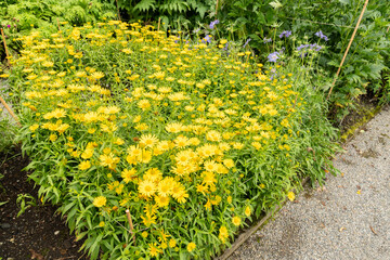 Ox eye or Buphthalmum Salicifolium plant in Saint Gallen in Switzerland