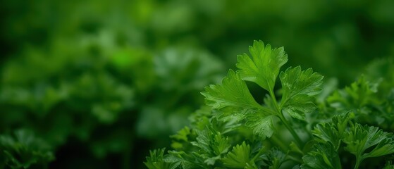 Fototapeta premium Parsley is showcased in an ultramodern, supernatural scene, with fresh, green parsley sprigs and ample copy space