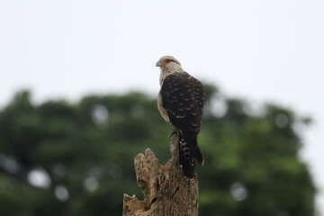 Greifvogel Costa Rica 