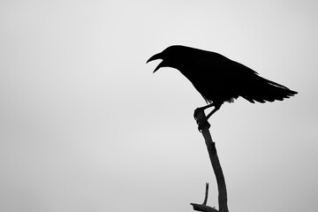 raven cackling on a branch