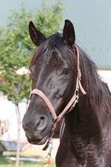 Extreme closeup portrait of a íoung domestic saddle horse  on a rural animal farm