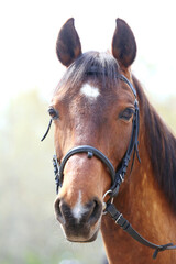 Extreme closeup portrait of a íoung domestic saddle horse  on a rural animal farm