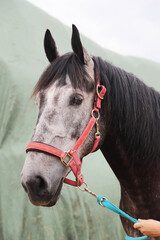 Extreme closeup portrait of a íoung domestic saddle horse  on a rural animal farm