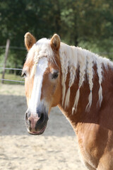 Extreme closeup portrait of a íoung domestic saddle horse  on a rural animal farm
