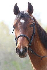 Extreme closeup portrait of a íoung domestic saddle horse  on a rural animal farm
