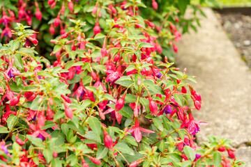 Fuchsia Hybrid plant in Saint Gallen in Switzerland