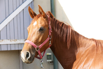 Extreme closeup portrait of a íoung domestic saddle horse  on a rural animal farm