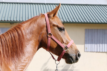 Extreme closeup portrait of a íoung domestic saddle horse  on a rural animal farm
