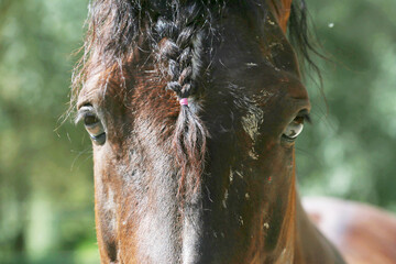 Extreme closeup portrait of a íoung domestic saddle horse  on a rural animal farm