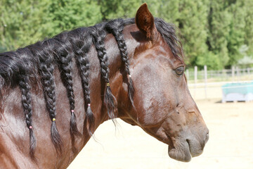 Extreme closeup portrait of a íoung domestic saddle horse  on a rural animal farm