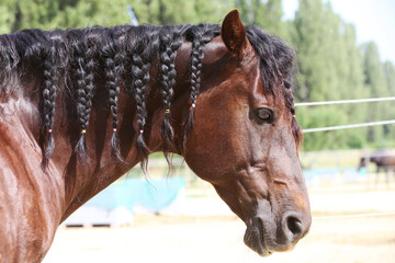 Extreme closeup portrait of a íoung domestic saddle horse  on a rural animal farm